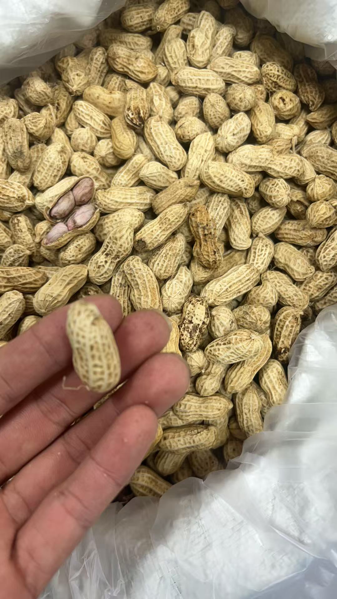 汕尾本地水煮花生日晒冬豆格