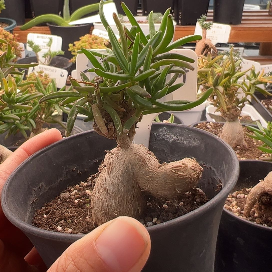 懒****r2号冰花老桩12.31多肉