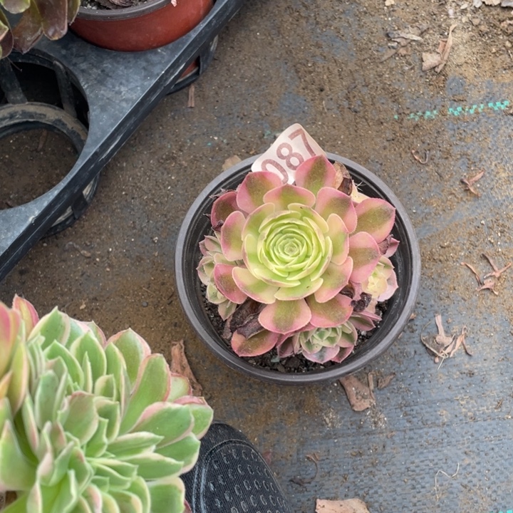 婉***逗087荔枝迷你9厘米左右