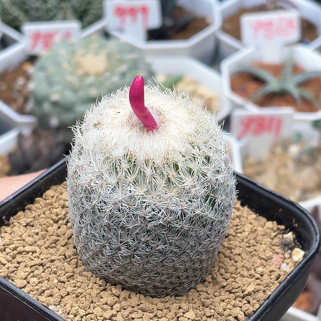 天世界 致远多肉植物