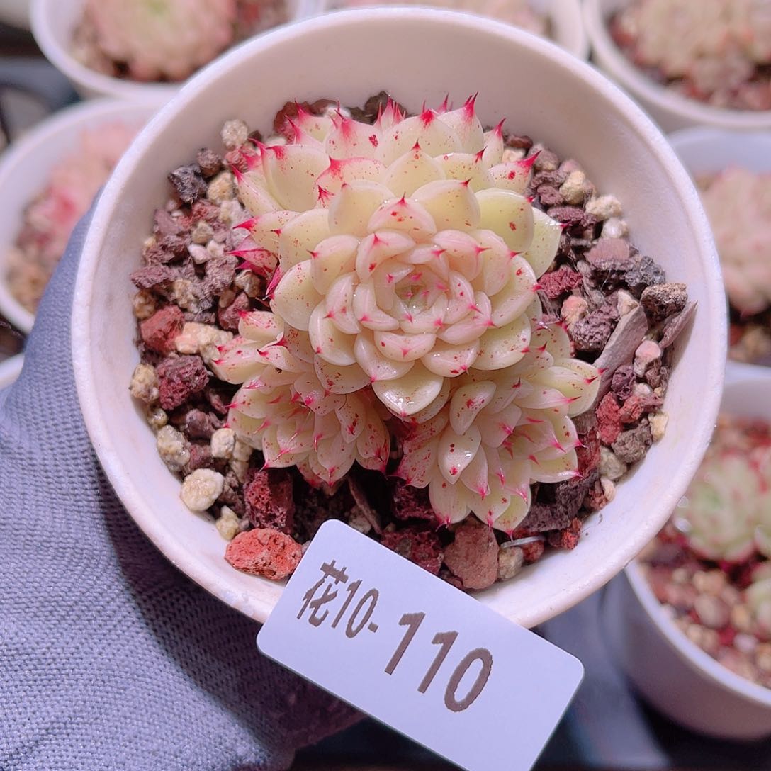 花10-110海王群生