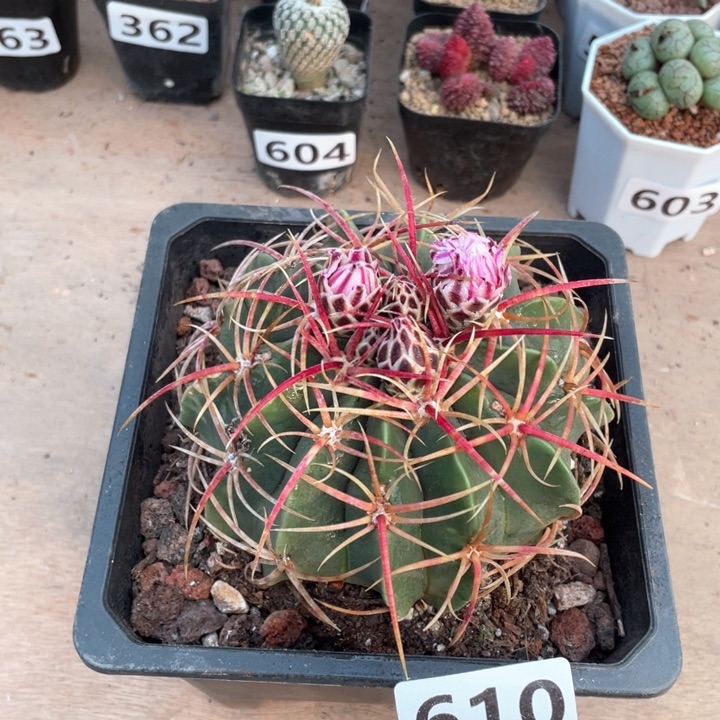 610超大红刺赤诚