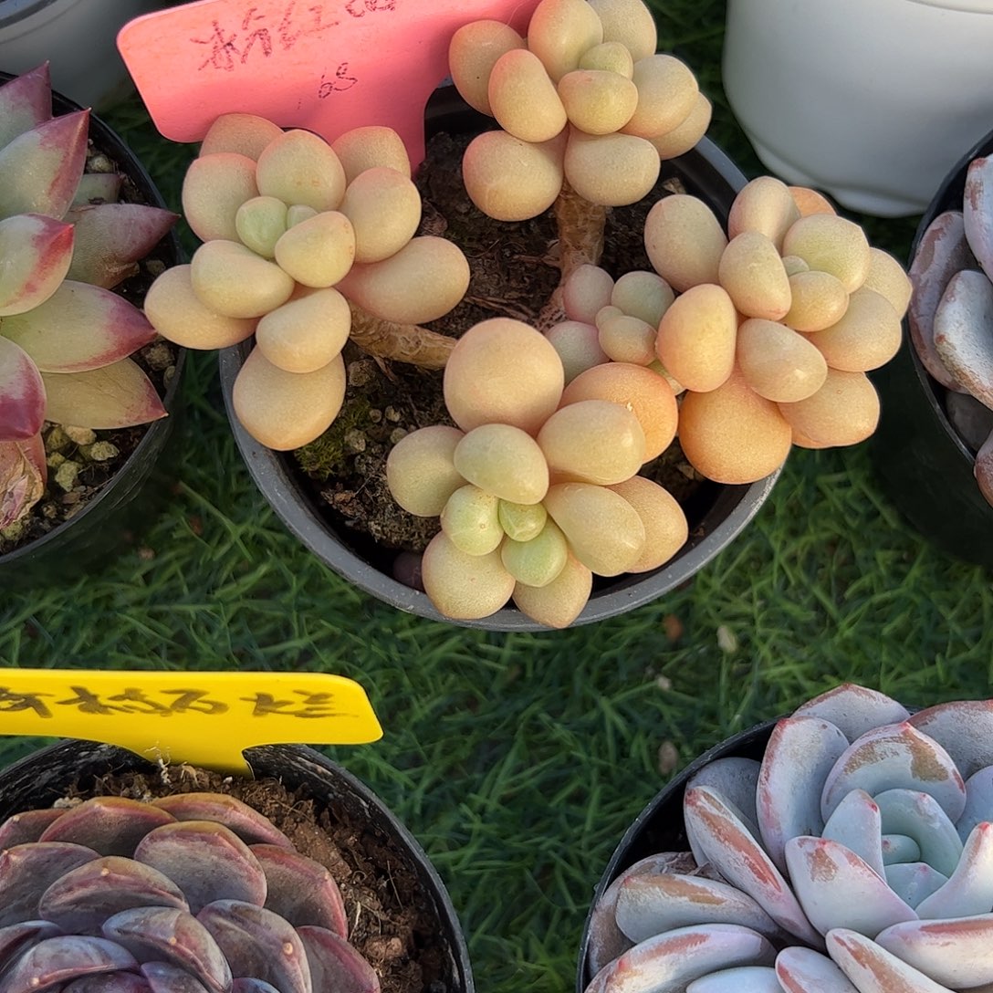 先锋派抚摸去植物园