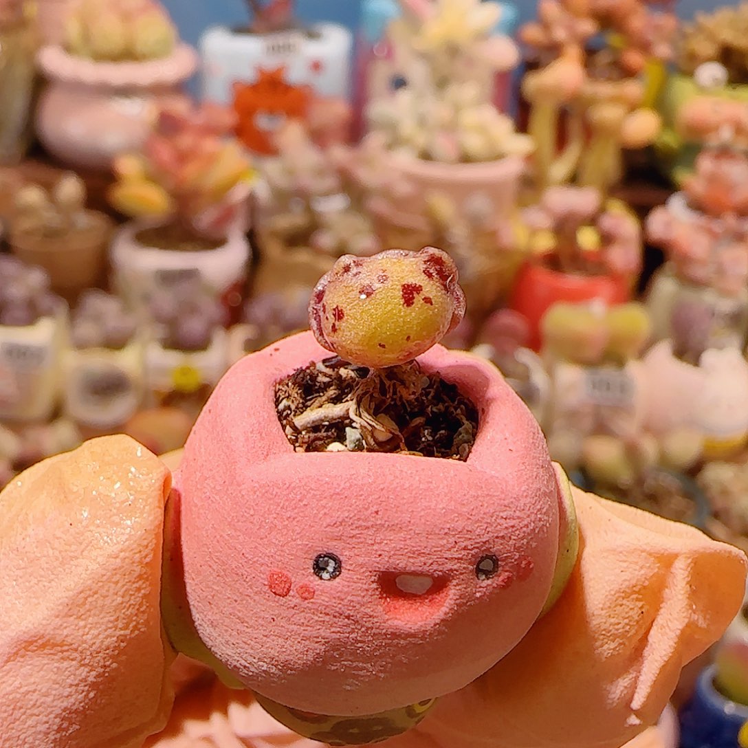 ༺***༻T mini黄金猫耳盆口1cm