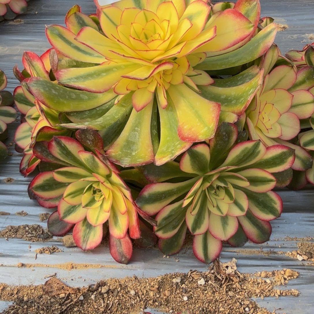 227荔枝。多肉植物