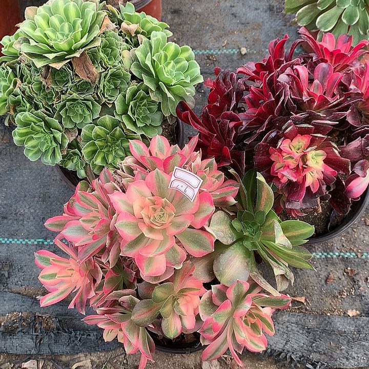 106三颗多肉植物