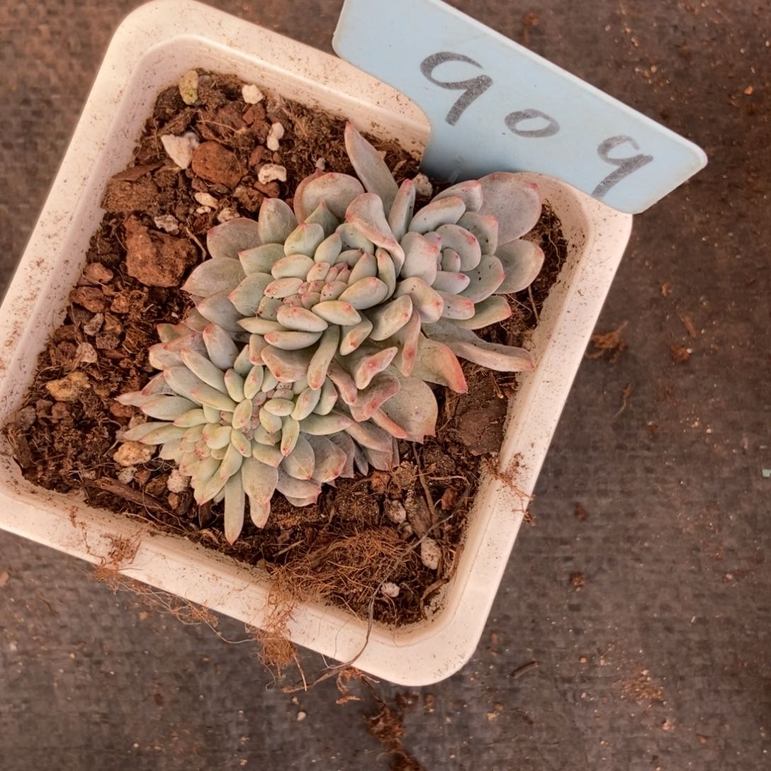 909橙子缀多肉植物