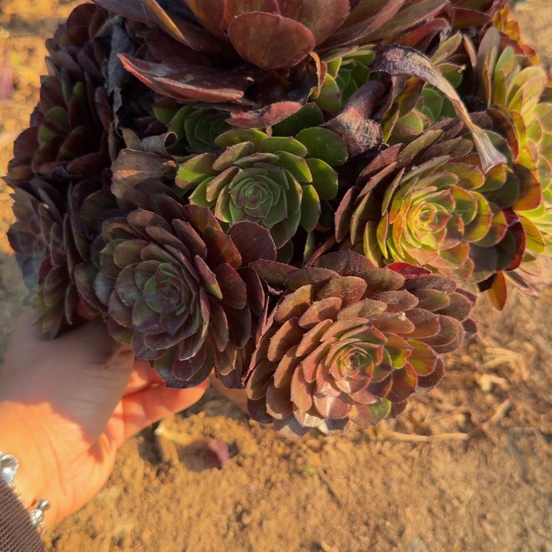 874花月夜。多肉植物