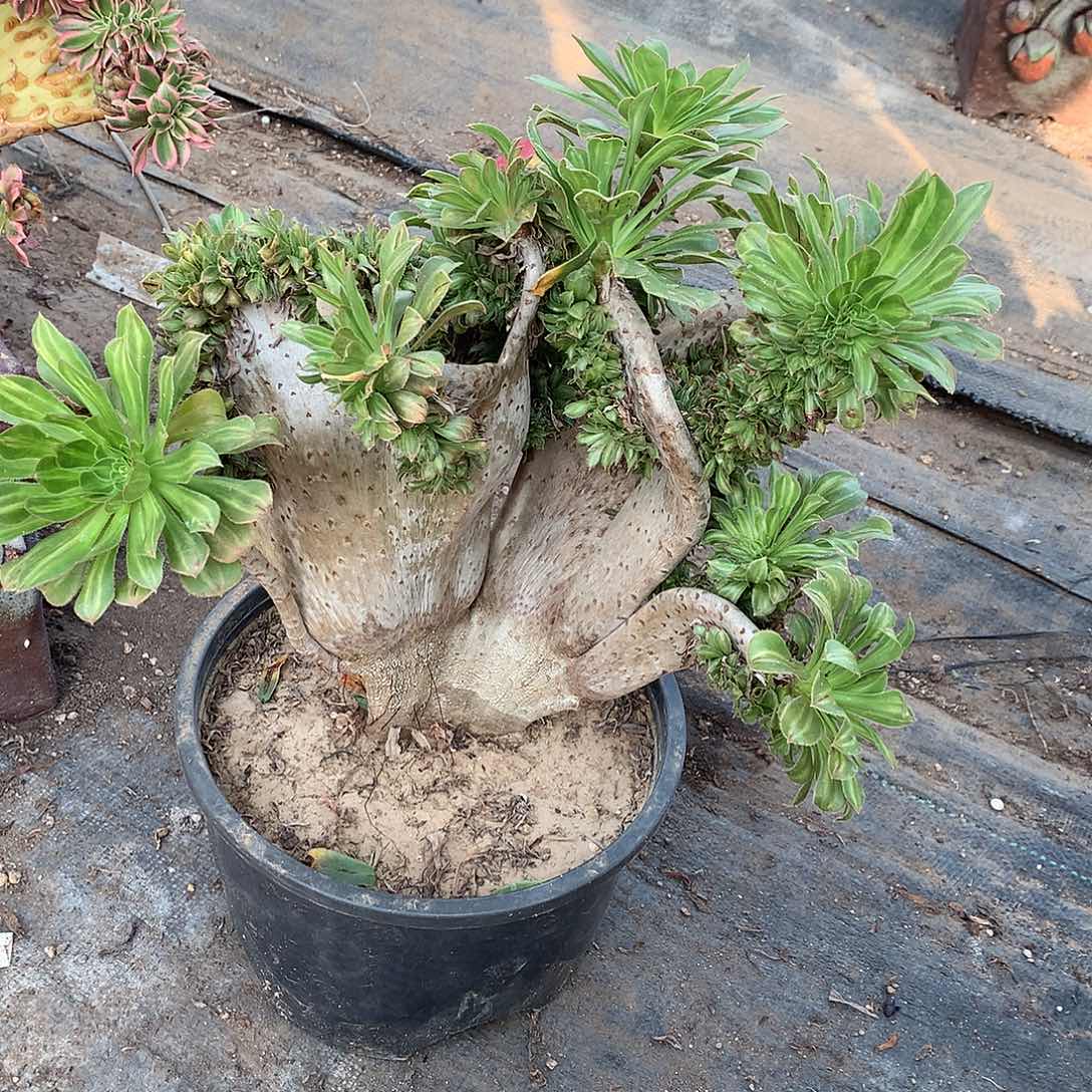碧螺春缀化微瑕一个