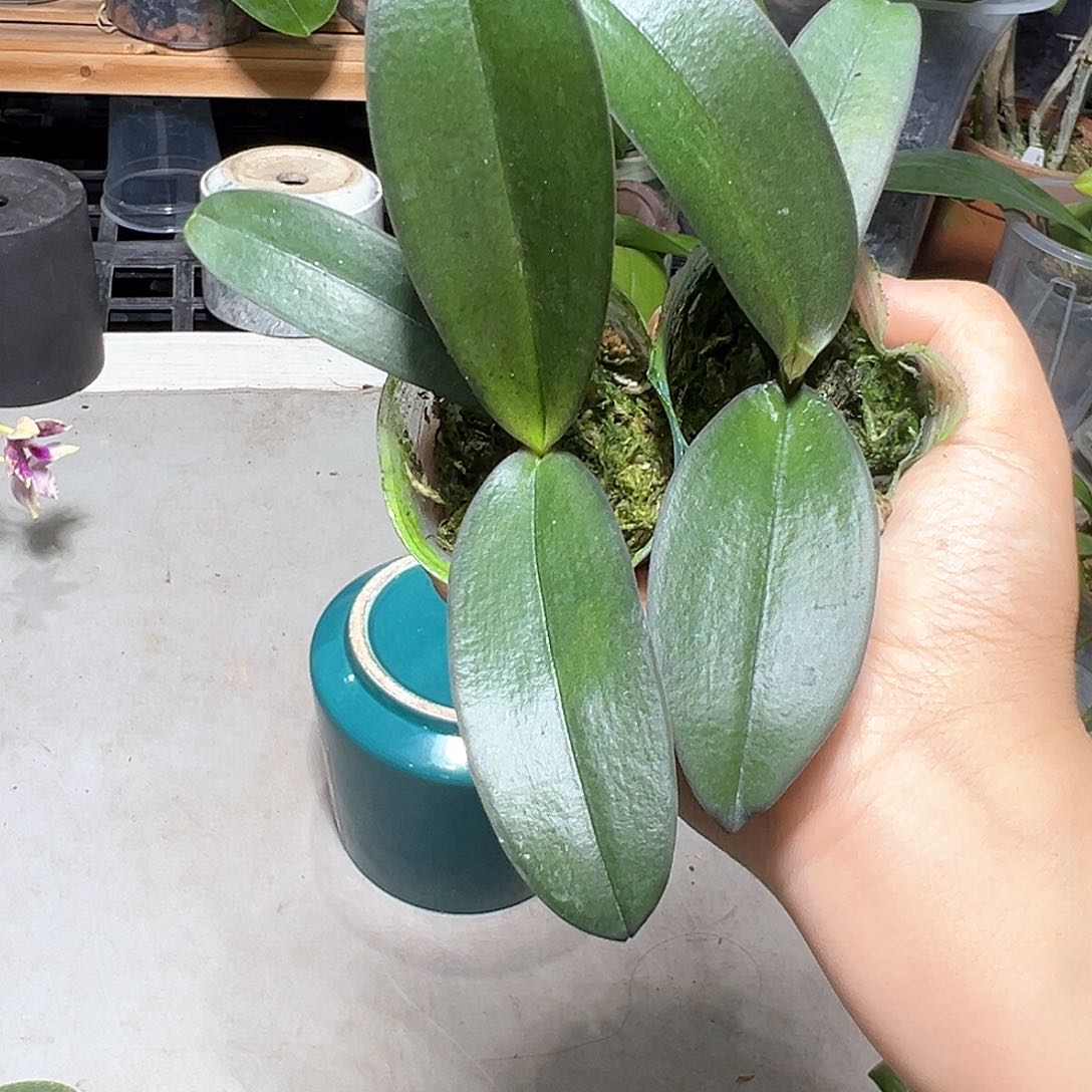 无花朵佛陀宝藏2颗福利