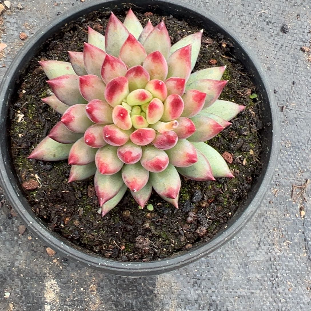 ****丢美人多肉一物一拍