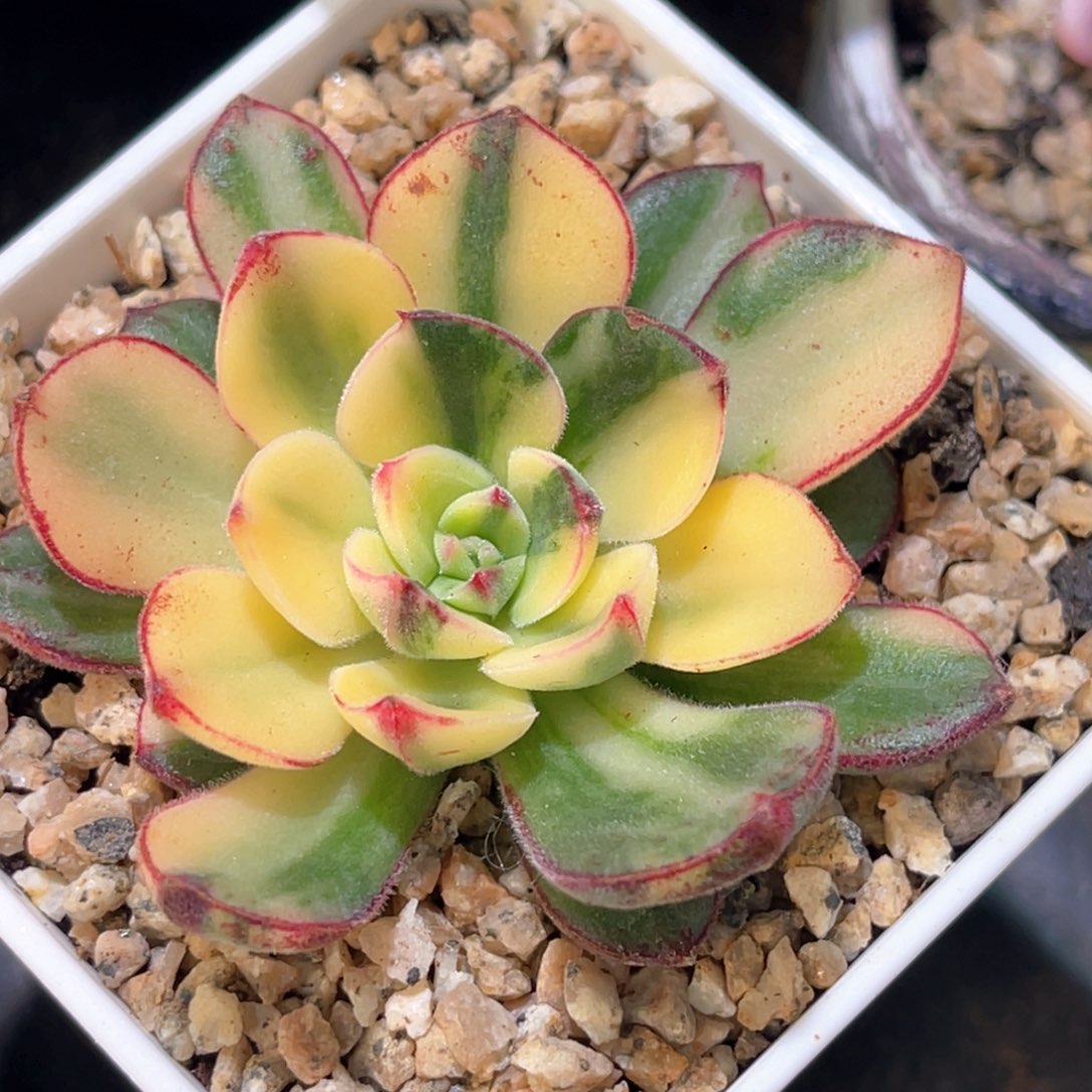 多肉特价丹尼尔锦