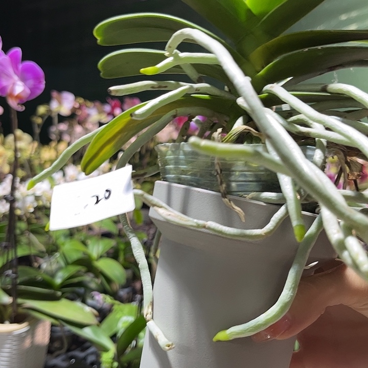 大部分花苞少量开放22 0