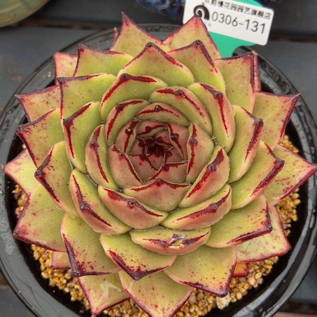 从前慢多肉精选编号0306.131