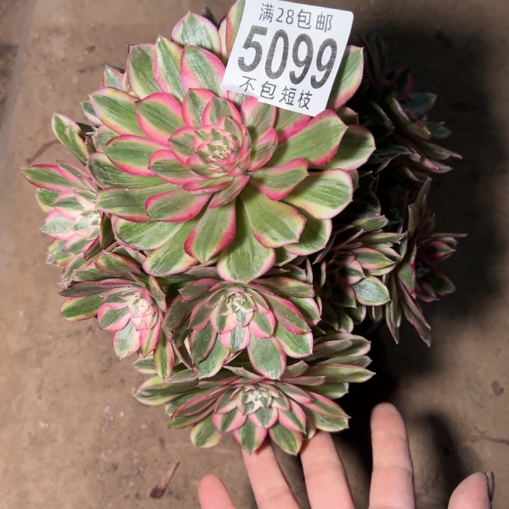 瑶光多肉植物法师5099法师