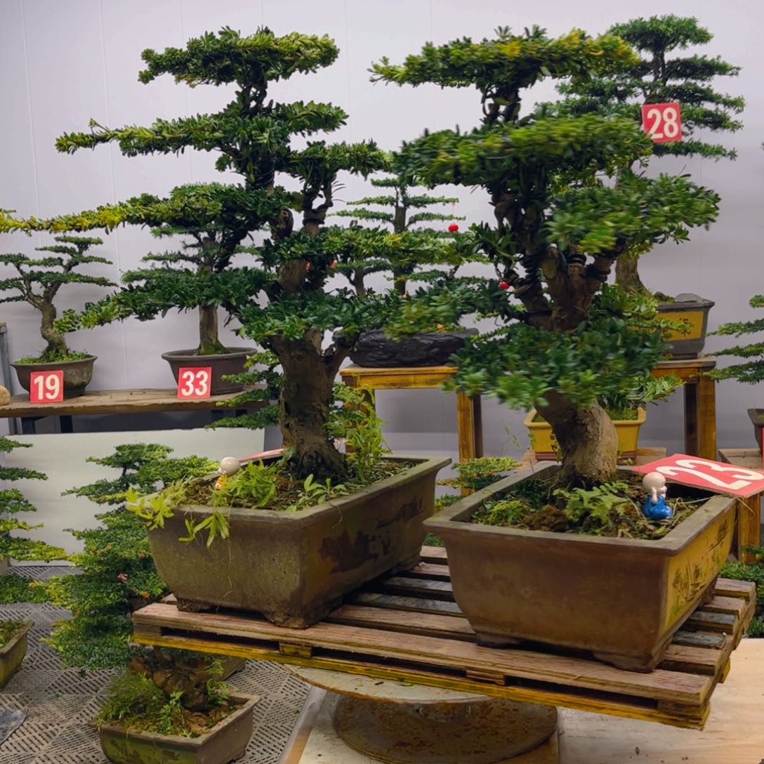 完全开放罗汉松盆景两棵