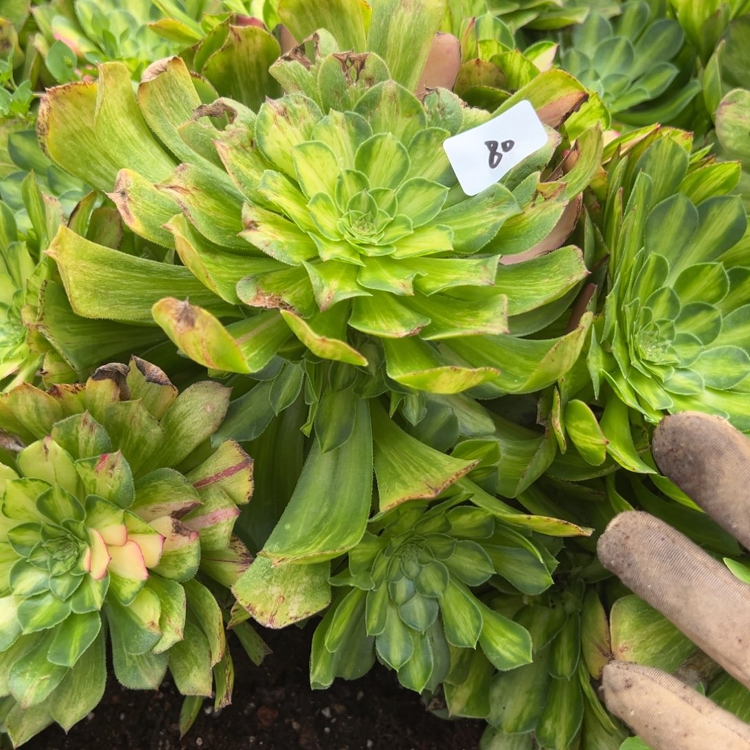 80知否多肉嘻嘻嘻