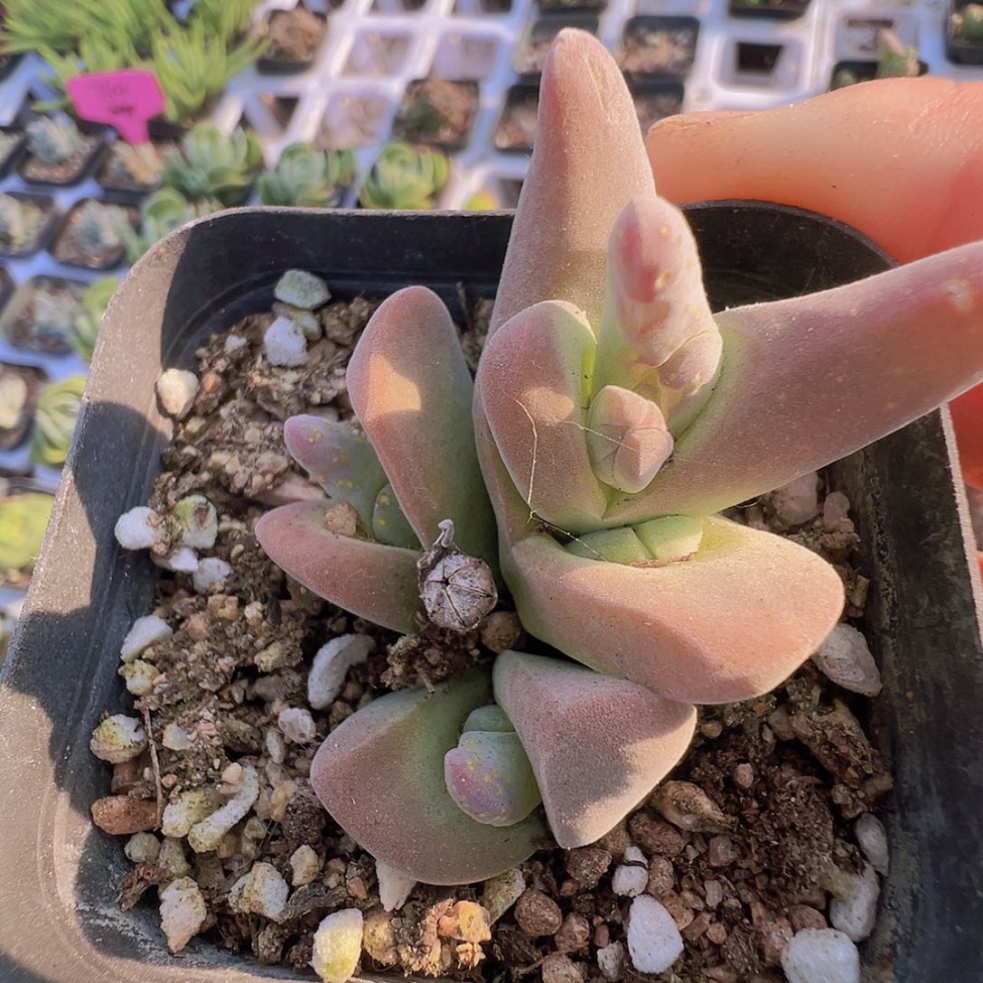 大鲨鱼19包邮多肉植物