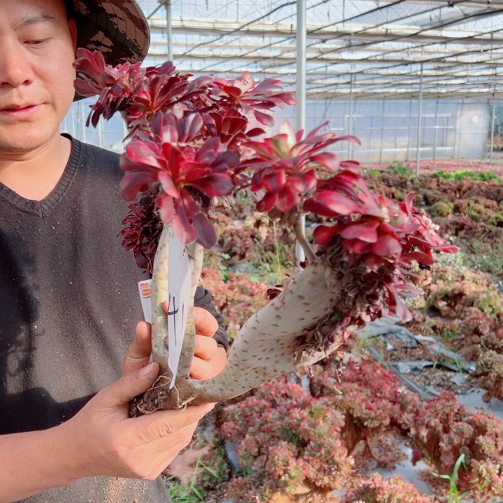 p*l丽娜醉话41号多肉法师