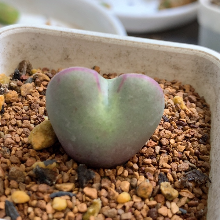 爱心将 肉锥植物