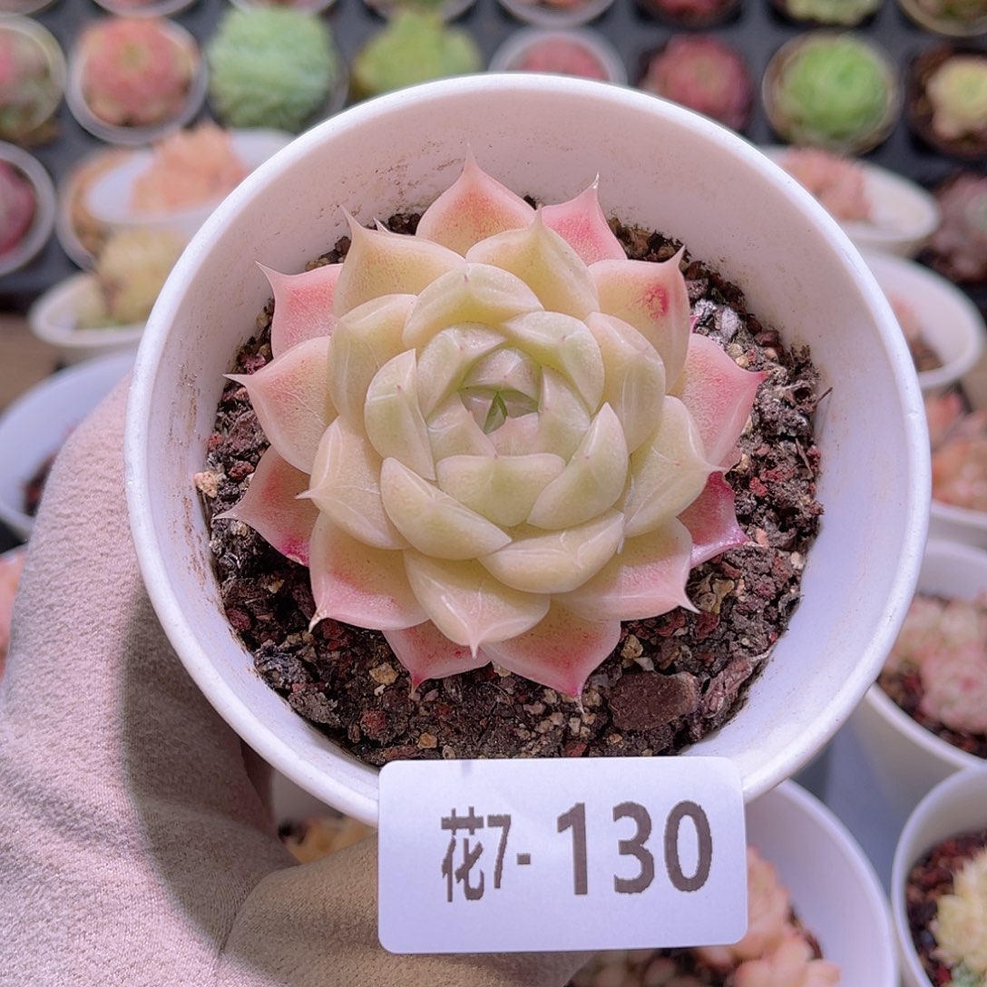 花利美7-130麦秆单头