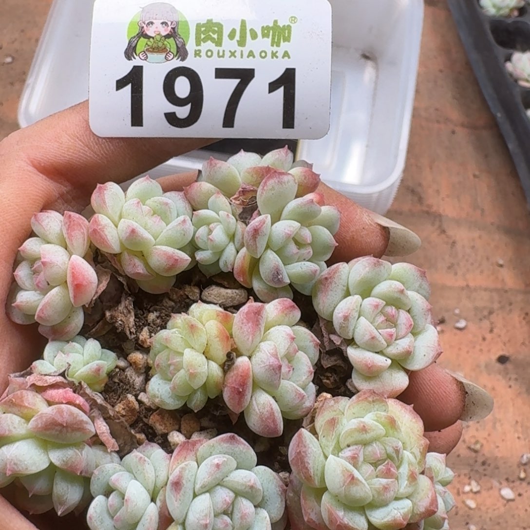 多肉植物多肉植物