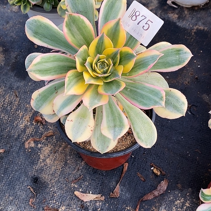 875灿烂多肉发货叶片有黑斑