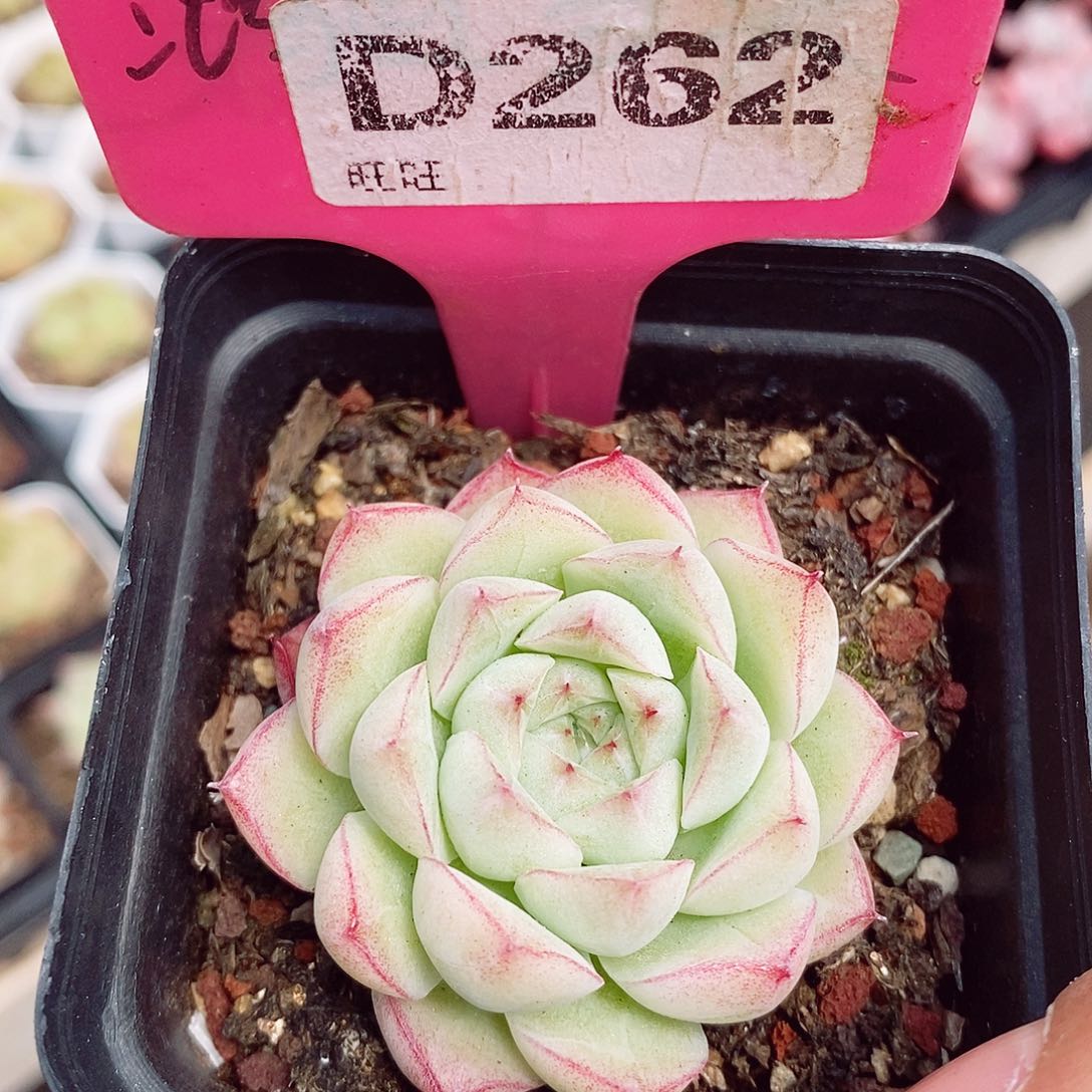 福利5cm多肉植物