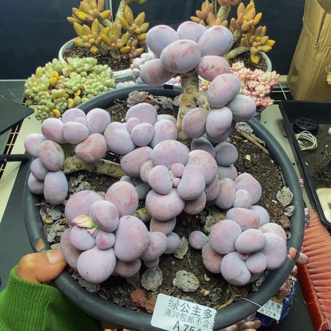 754芭比奶多肉15c m