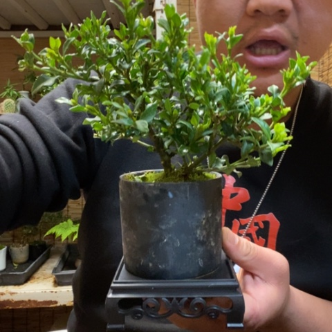 红陶用****7一物一拍所见即所得150