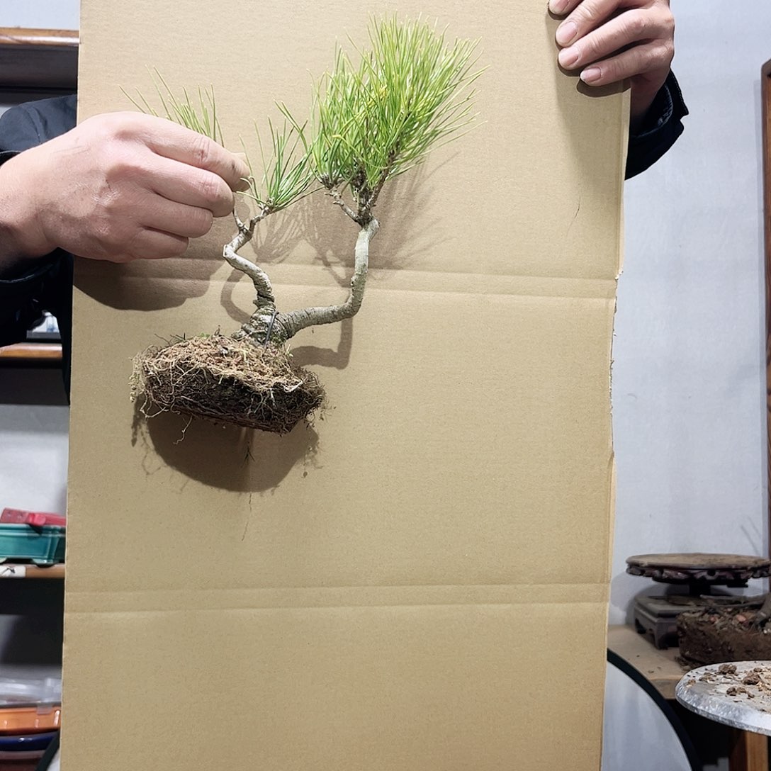 向****伞高端盆栽黑松