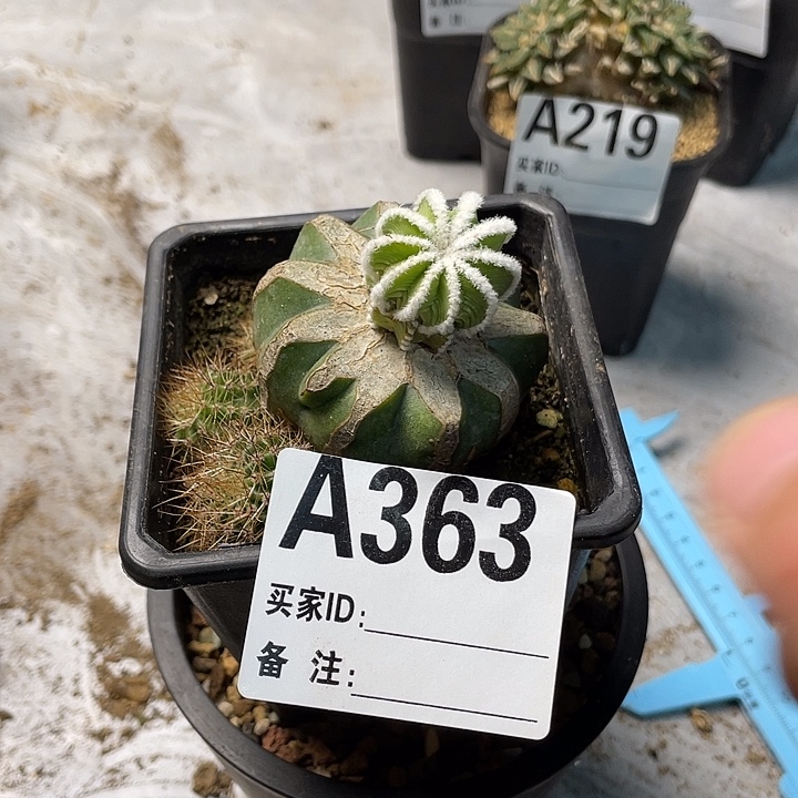 完全开放363辛顿花龙