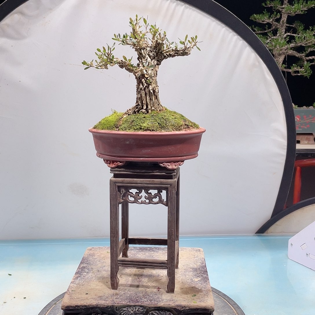 还有黄杨黄杨黄杨