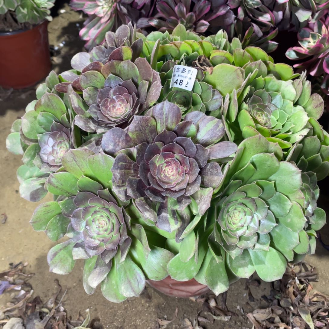 482花月夜多肉法师断枝不包