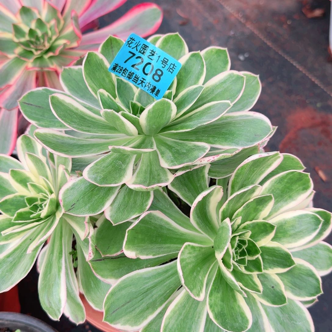 绿玫瑰7208多肉植物