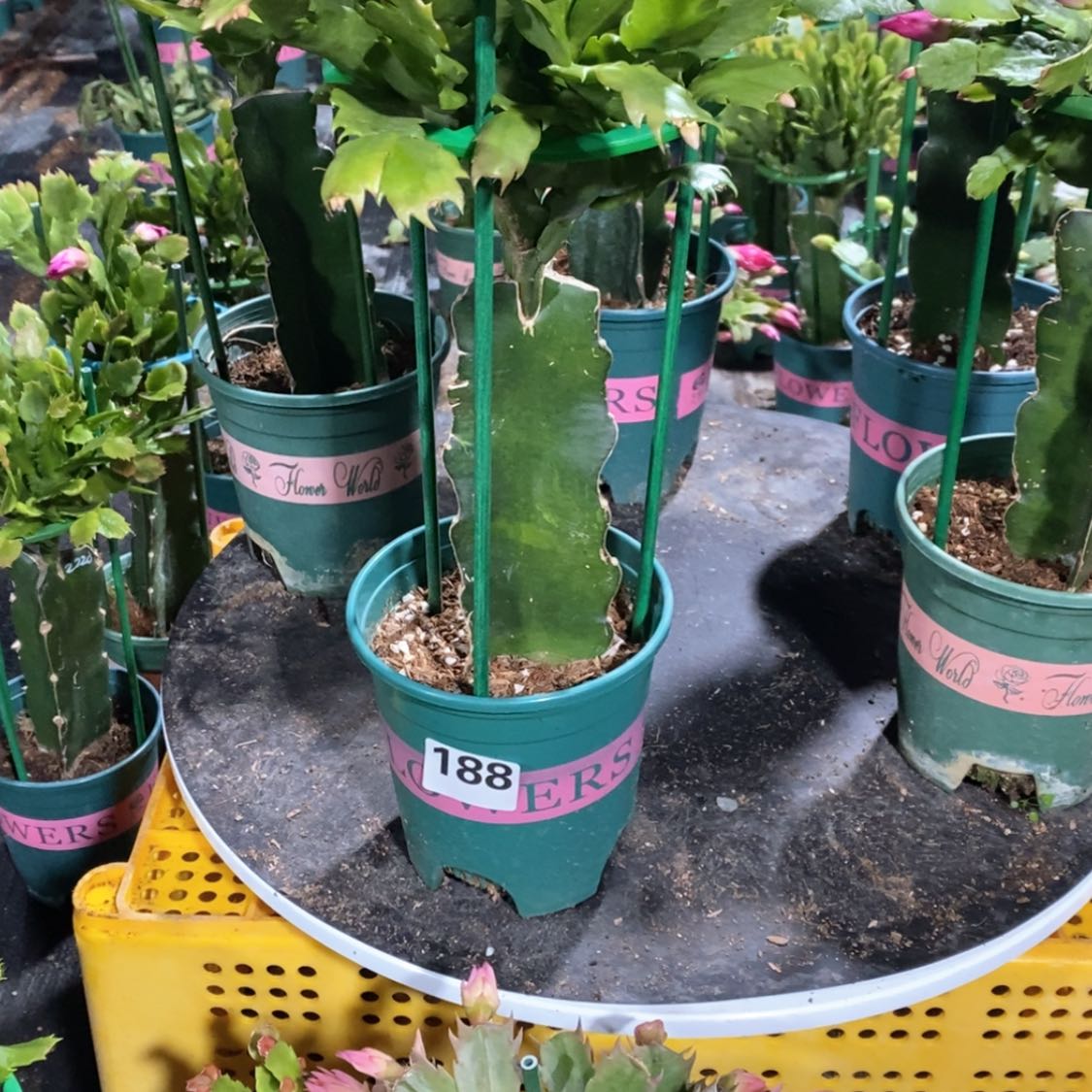 【闪购商品】无花朵小****》188嫁接073