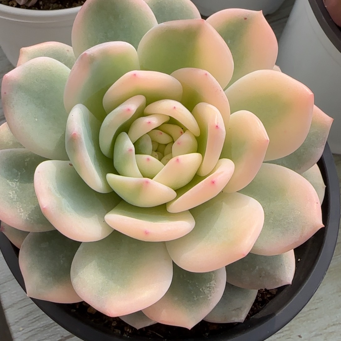 豆*果梦露锦   多肉植物