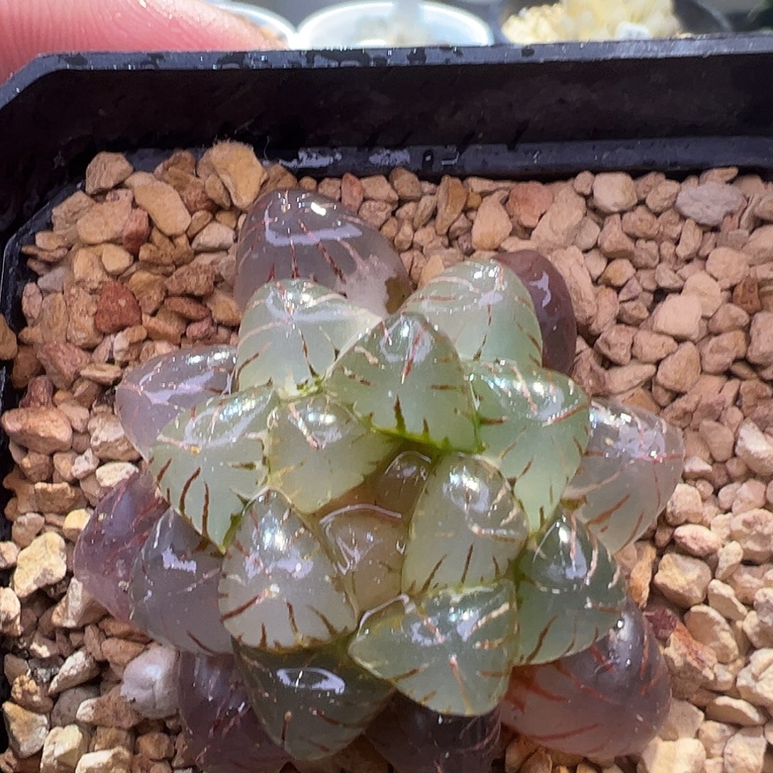 姬玉露锦特价处理