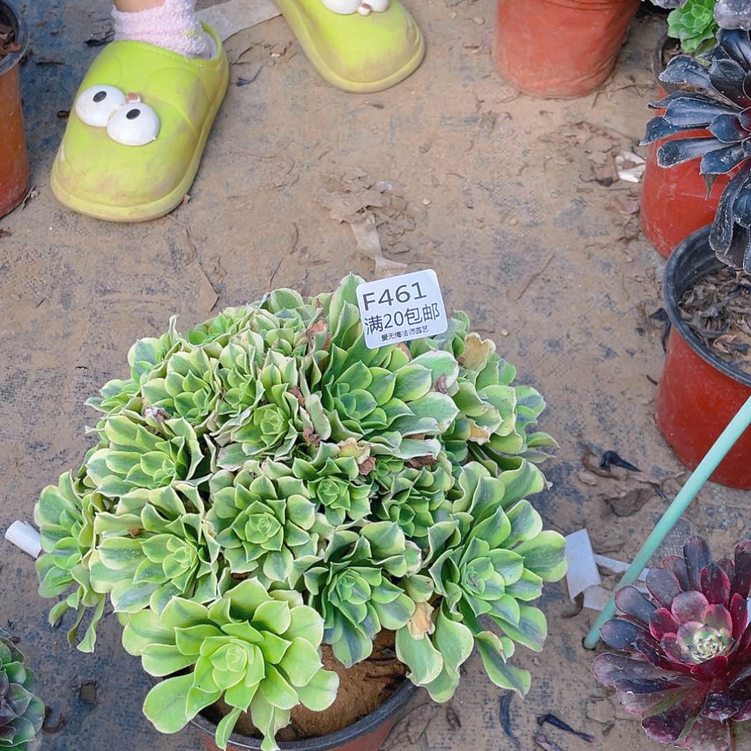 461绿豆沙多肉法师