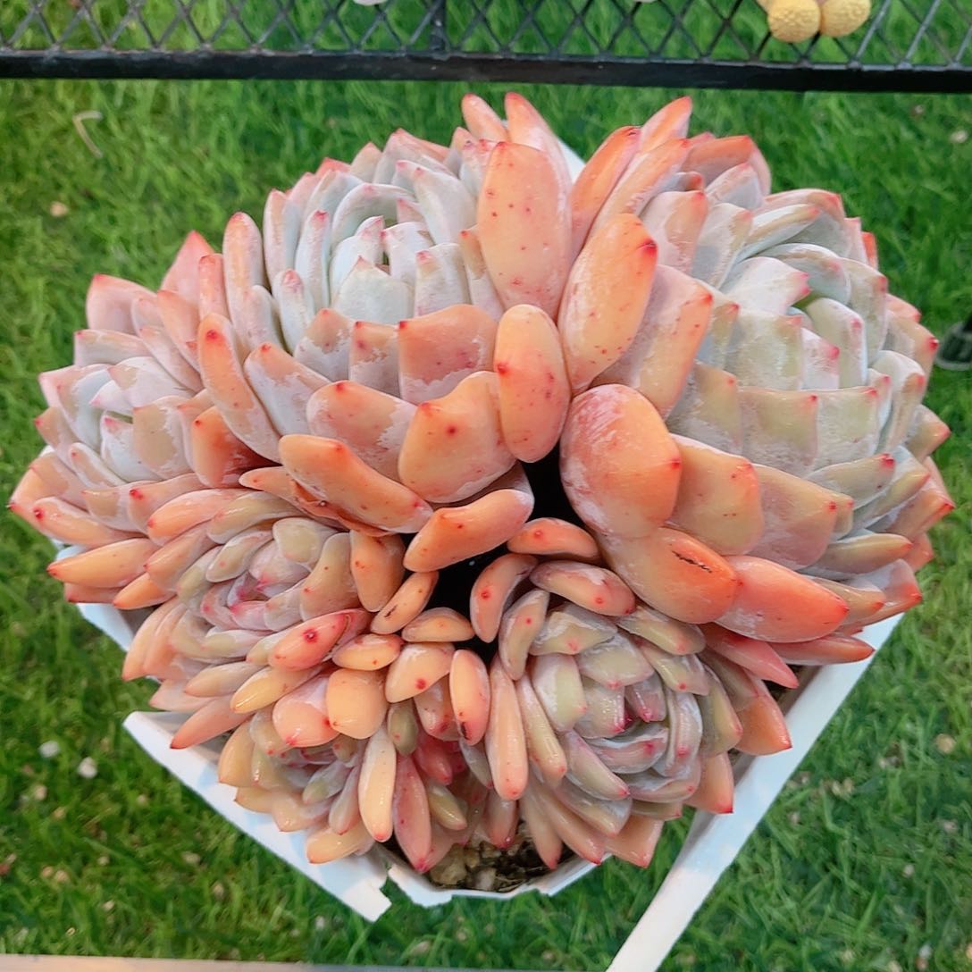 七头奶油橙自然群多肉