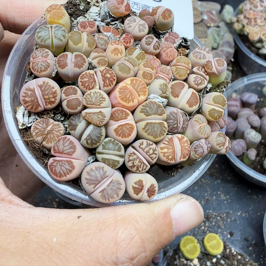 你好忙的嘛啊哈哈笑哈嘛203不
