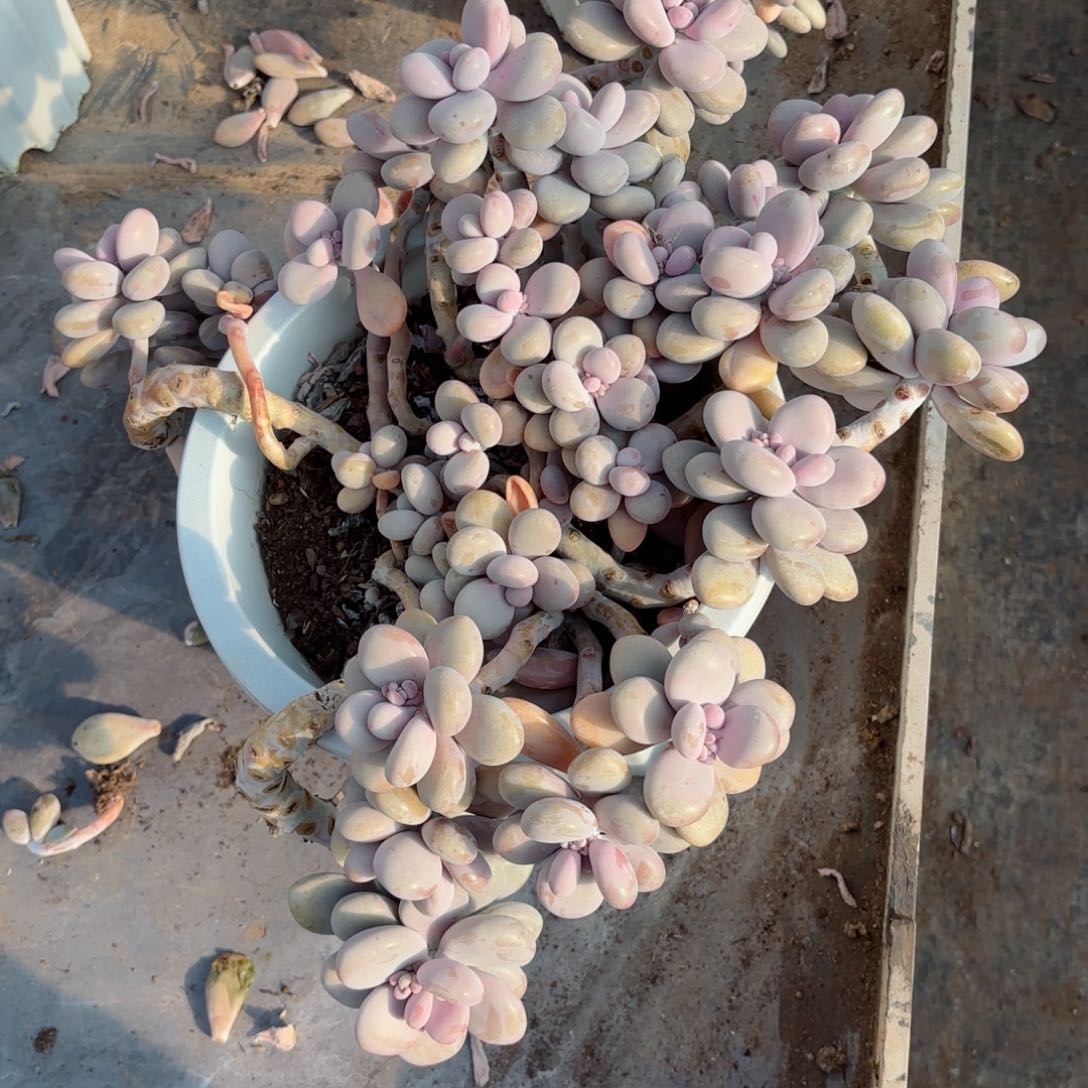 君*姐桃蛋2-33。        