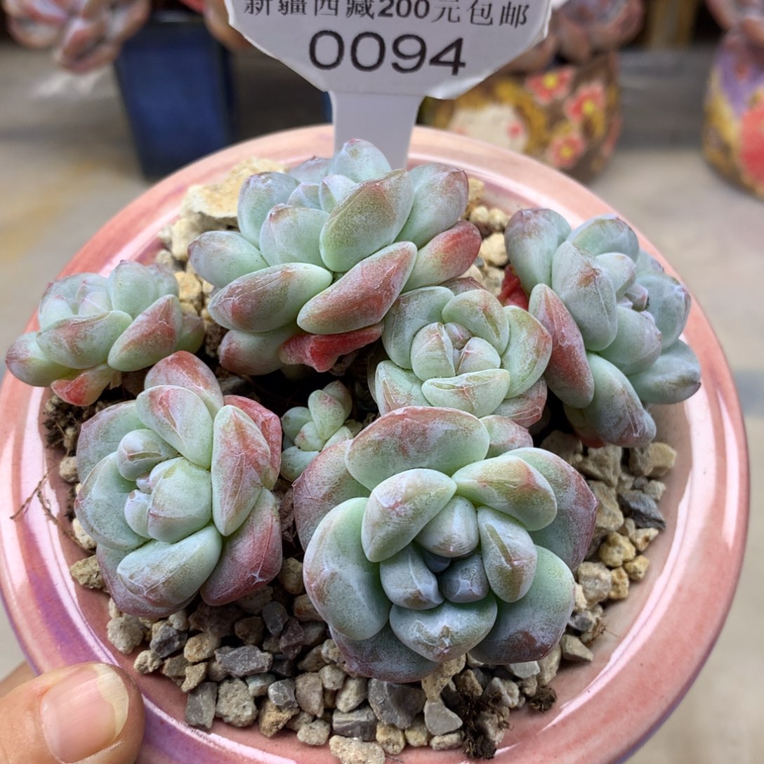 白底冰玉094/10cm6头