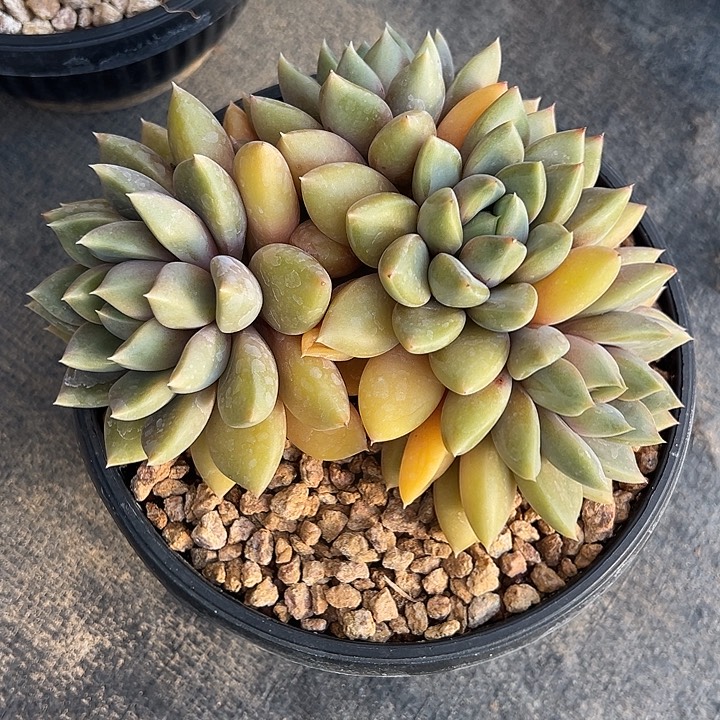 123118 黄体象牙群生无砍朵朵