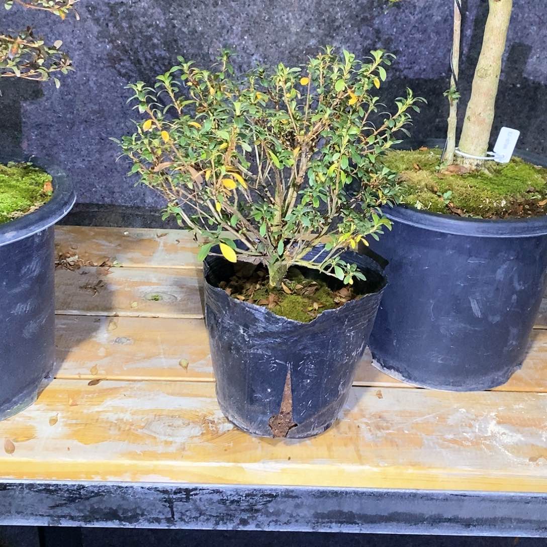 红陶柏***航杜鹃花，重瓣花，莹