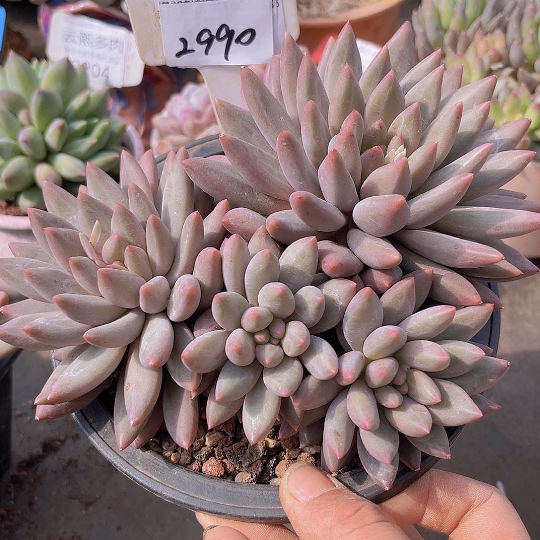 陈*几2990红蜻蜓。