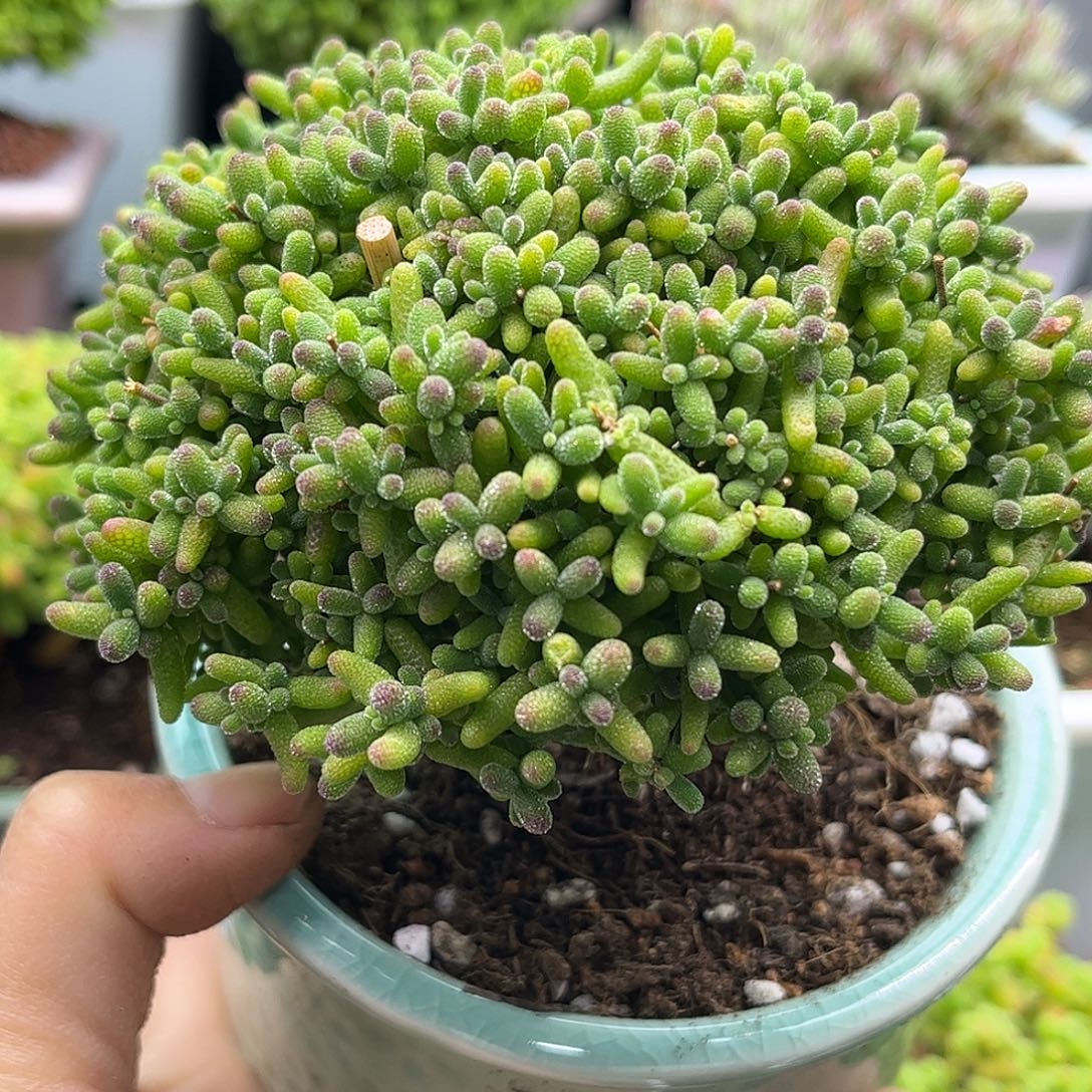 50蜜桔带盆优选枝干