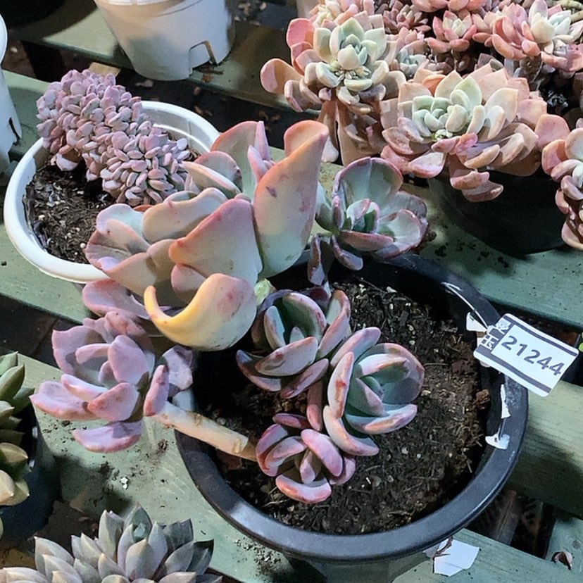 【闪购商品】疯狂锦21244