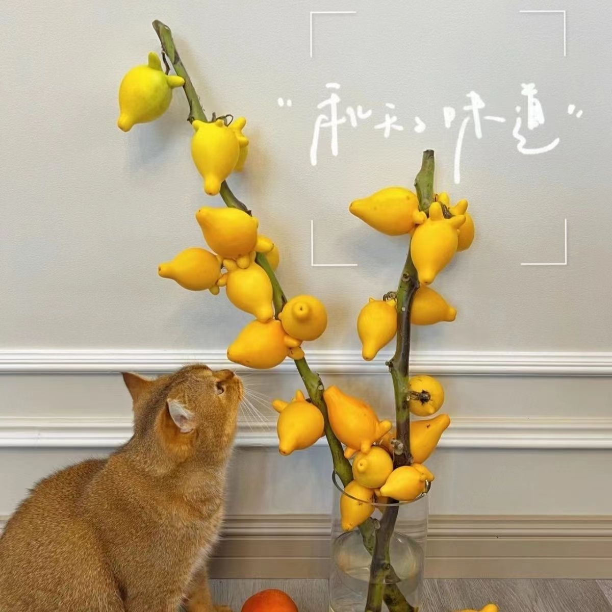 【五代果/黄金果】鲜果真果绿植福禄果鲜花花卉好养室内摆黄果 
