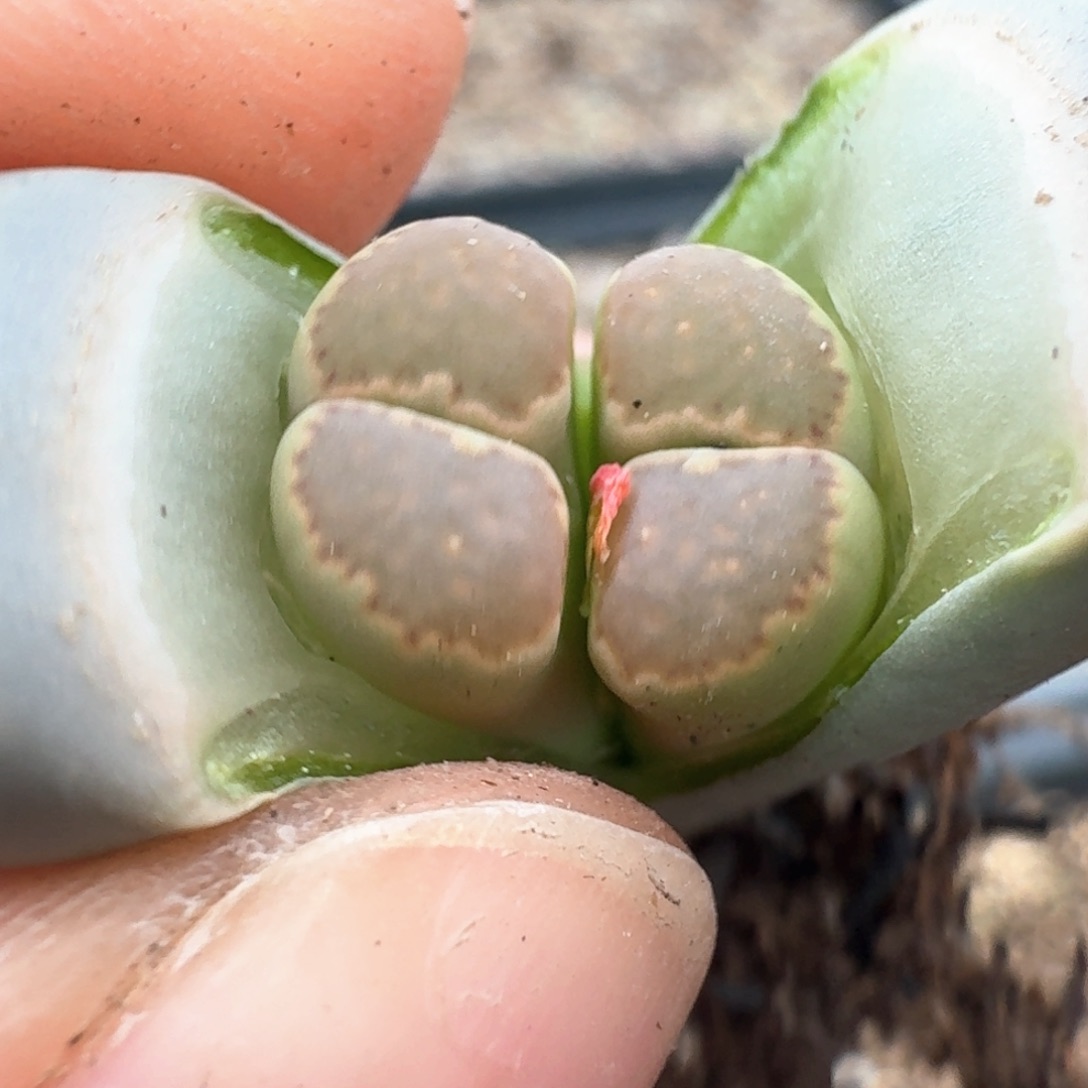 131双头饼干00000000